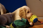 Clumber Spaniel Welpen - puppies