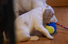 Clumber Spaniel Welpen - puppies