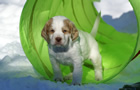 Clumber Spaniel Welpen - puppies