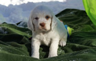 Dukeries' Clumber Spaniel Sparkle