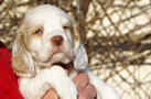 Clumber Spaniel Welpen - puppies