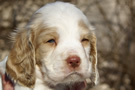 Dukeries' Clumber Spaniel Leya