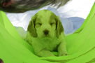 Clumber Spaniel Welpen - puppies