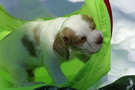 Clumber Spaniel Welpen - puppies