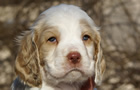 Dukeries' Clumber Spaniel Leya