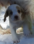 Clumber Spaniel Welpen - puppies