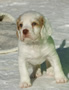 Clumber Spaniel Welpen - puppies