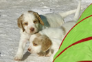 Clumber Spaniel Welpen - puppies