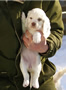 Clumber Spaniel Welpen - puppies