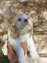 Clumber Spaniel Welpen - puppies