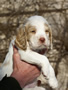 Dukeries' Clumber Spaniel Leya