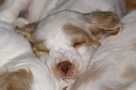 Dukeries' Clumber Spaniel Leya