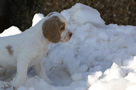 Dukeries' Clumber Spaniel Leya