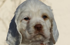 Dukeries' Clumber Spaniel Sparkle