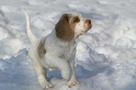 Dukeries' Clumber Spaniel Aven