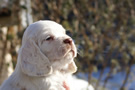 Dukeries' Clumber Spaniel Sparkle