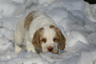 Dukeries' Clumber Spaniel Aven