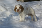 Dukeries' Clumber Spaniel Aven