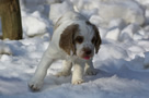 Dukeries' Clumber Spaniel Aven