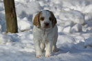 Dukeries' Clumber Spaniel Aven