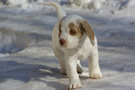 Dukeries' Clumber Spaniel Leya