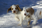 Dukeries' Clumber Spaniel Leya