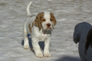  Clumber Spaniel Welpen