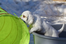 Dukeries' Clumber Spaniel Sparkle