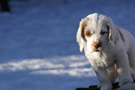  Clumber Spaniel Welpen