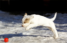  Clumber Spaniel Welpen