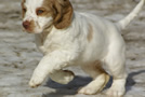 Dukeries' Clumber Spaniel Aven