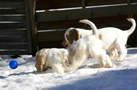  Clumber Spaniel Welpen