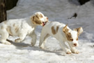  Clumber Spaniel Welpen