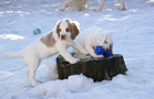 Dukeries' Clumber Spaniel Sparkle