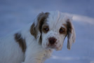  Clumber Spaniel Welpen