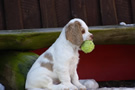  Clumber Spaniel Welpen