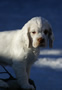 Dukeries' Clumber Spaniel Sparkle