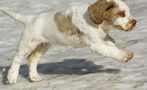  Clumber Spaniel Welpen