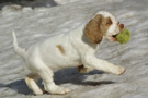 Dukeries' Clumber Spaniel Leya