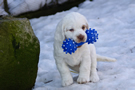  Clumber Spaniel Welpen