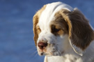  Clumber Spaniel Welpen