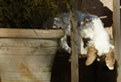  Clumber Spaniel Welpen