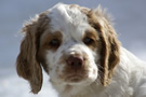  Clumber Spaniel Welpen