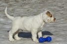  Clumber Spaniel Welpen