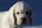  Clumber Spaniel Welpen