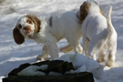  Clumber Spaniel Welpen