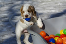  Clumber Spaniel Welpen