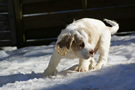  Clumber Spaniel Welpen