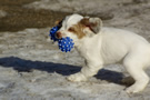  Clumber Spaniel Welpen