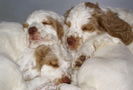  Clumber Spaniel Welpen